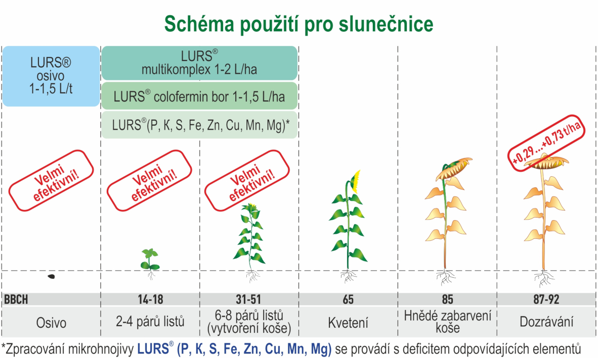 Slunečnice